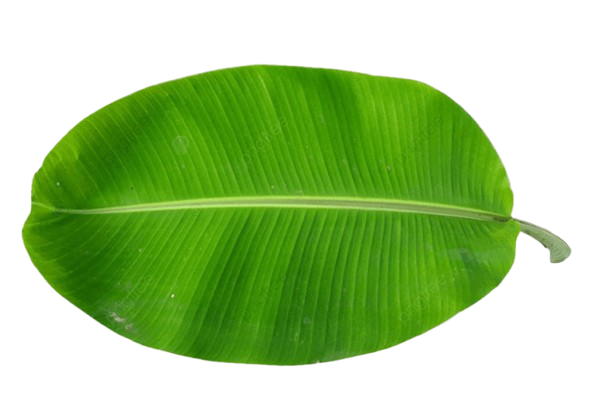 Banana Leaf