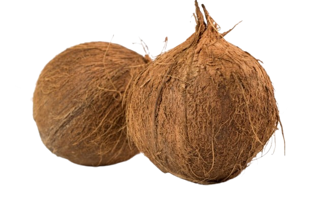 Coconut
